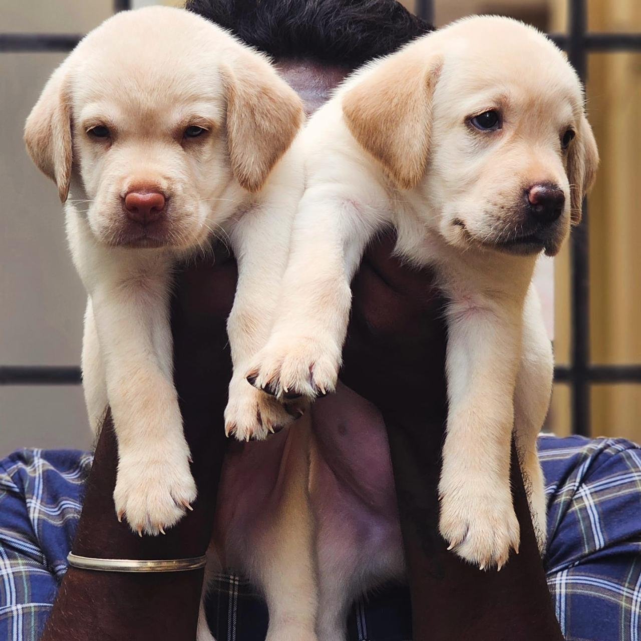 Purchase KCI Registered Labrador Retriever Puppy from Vizag
